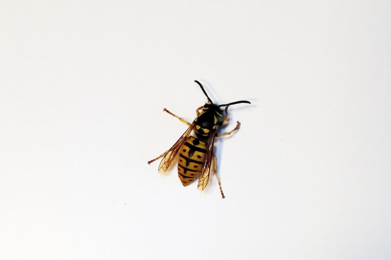 Vespula germanica